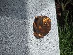 Joseon toad park, Hadong, Korea