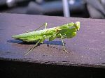 Praying mantis, Seomjin River Trail, Korea