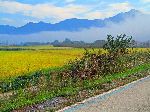 Rice farm, Seomjingang Trail. Korea