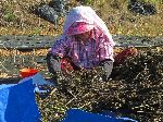 Cleaning sesame seeds, Mokpo, Korea