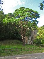Jangsasong, 600 year old pine tree, Seonunsa, Korea