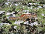 cute chipmunk packing his cheeks for winter, Seonunsa, Korea.
