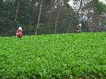Spraying daikon radish crop, Korea