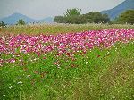 Cosmos along Geumgang Bicycle Path, Korea