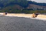 Andong weir