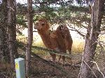 San Juan Island, camel