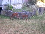 health deer population on Mayne Island