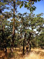 Endangered Gerry Oak ecosystem
