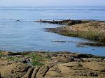 Seal at Georgina Point, Active Pass, Mayne Island