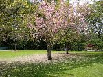Flowering cherry tree in bloom, Butchart Gardens
