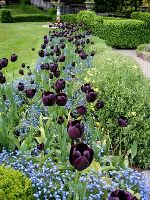 Purple tulips, Butchart Gardens