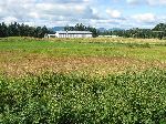 Farmland, between Crofton and Chimainus