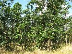 Endangered Gerry Oak ecosystem