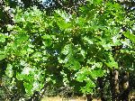 Endangered Gerry Oak ecosystem