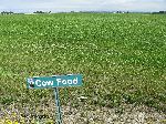 La Conner, Skagit Valley, cow food
