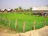 rice field