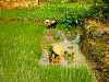 planting rice