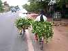 Vietnamese bicyclists