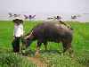 girl grazes a water buffalo.