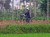 Woman bicycles on berm between rice farms