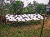 Rice paper wraps drying in the sun