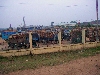 Trucks filled with cassava, Vietnam