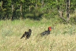 Ground horn bill, Katima Mulilo Namibia