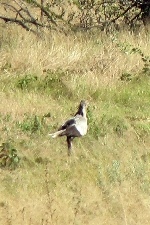 Secretary bird, Katima Mulilo Namibia