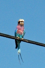 Lilac Breasted Roller, Namibia