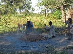 Pounding sorghum off the stock, Sangwali Namibia