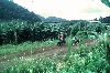 Loum-Kumba road: banana plantation