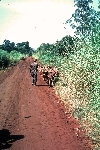Ndop-Jakiri road: Upper Nun Valley