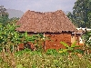 Ndop plains: one of the few thatch roof buildings still to be seen along the side of the road.