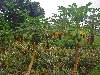 Papaya fruit on the tree (pawpaw)