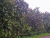 Ngongsamba-Loum road: teak trees along the road