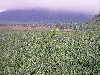 Loum, Cameroon: pineapple and banana plantations