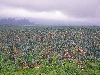 Loum, Cameroon: banana plantations