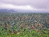 Loum, Cameroon: banana plantations