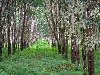 Loum-Kumba road: rubber tree plantation forest