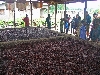 Kumba-Buea road: wood fired cocoa drying shed