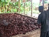 Kumba-Buea road: wood fired cocoa drying shed