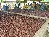 Kumba-Buea road: wood fired cocoa drying shed