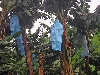 Kumba-Buea road: banana plantation on the side of Mt. Cameroon