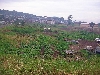 Buea: old market area