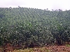 Douala-Limbe road: oil palm plantation