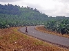 Douala-Limbe road: oil palm plantation