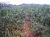 Douala-Limbe road: oil palm plantation