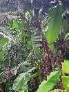 Banana flower