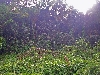 Limbe botanical garden