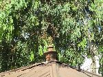 Star of David on roof of Woleka synagogue, Ethiopia